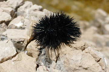 Black sea urchin on a rocks by the Adriatic sea at sunny day in Croatia, Close up of sea urchin spines with sea in the background