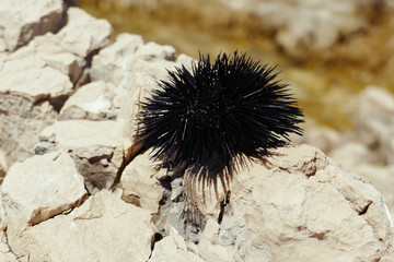 Black sea urchin on a rocks by the Adriatic sea at sunny day in Croatia, Close up of sea urchin spines with sea in the background