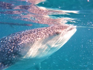 ジンベエザメと泳ぐツアー　フィリピン・ボホール島