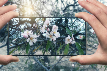 Fototapeta na wymiar Woman photographing on cell phone blooming Almond tree on field with blue sky in Spain.