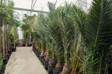 Obraz premium Soft focus pots with different palm flower and flowers in garden flower shop.