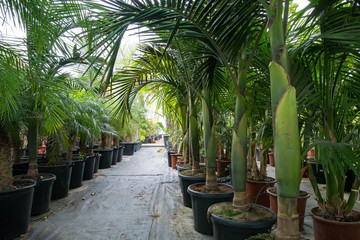 Soft focus pots with different palm flower and flowers in garden flower shop.
