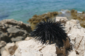 Black sea urchin on a rocks by the Adriatic sea at sunny day in Croatia, Close up of sea urchin spines with sea in the background