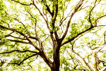 the branches of a big tree