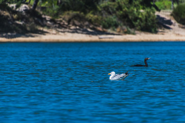 Cormorant floating on a marine lake by the beach
