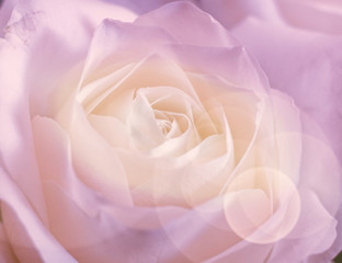 bubbles filtered rose flower close up, soft and airy romantic background