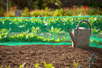 Potager, plantation au jardin et arrosoir. © Thierry RYO