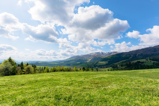 mountainous countryside landscape in spring. grassy meadow on top of a hill. mountain ridge with snow capped tops in the distance. sunny weather with clouds on the blue sky