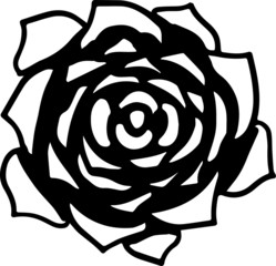 Vector black and white outline of Echeveria succulent flower , hand drawn isolated on white