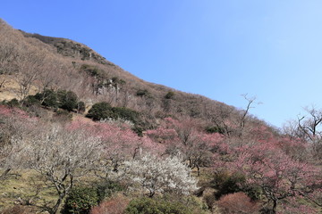 青空の湯河原梅林