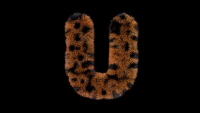 3d animated furry leopard typeface text with alpha channel  U