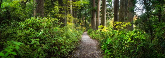 Foto op Plexiglas Prachtig bospad als panoramaachtergrond © eyetronic