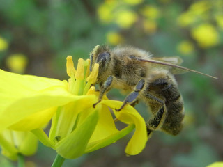 Honey Bee feeding on rapeseed, on the North downs, west of Guildford, on the south side of the Hogsback 