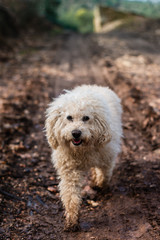 perro caniche de pelo crema paseando por suelo de barro