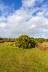 A scenic view of a grassy heartland with colorful bushes under a majestic blue sky and white clouds