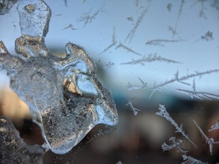 fresh fish in ice