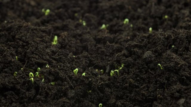 Plants growing from seeds in timelapse, sprouts germination newborn cress salad plant in greenhouse agriculture, close up rapid shot