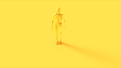 Yellow Ecorche System Anatomical Model Front View 3d illustration 3d render