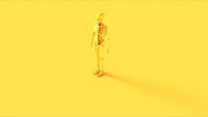 Yellow Ecorche System Anatomical Model 3 Quarter Front Left View 3d illustration 3d render