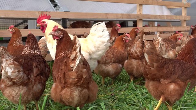 Alternative Landwirtschaft - Eier von freilaufenden Hühnern