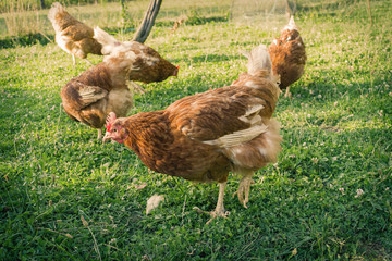Hens feed on the traditional rural barnyard. Hen standing in grass on rural garden in countryside. Close up of chicken standing at barn yard with chicken coop. Free range poultry farming