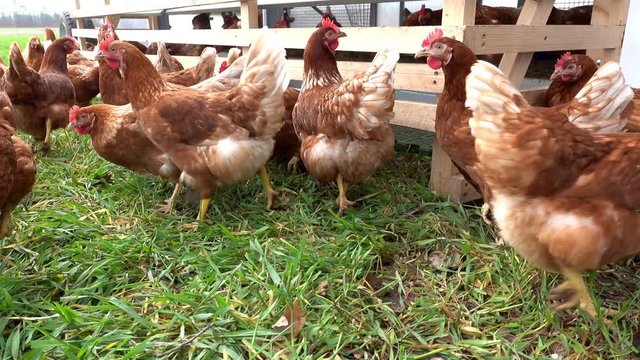 Alternative Geflügelhaltung, freilaufende Legehennen vor einem Hühnermobil