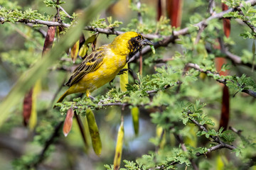 This bold male bird has got a larva and now he is swallowing it. Lake Baringo, Kenya.