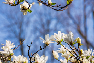 white magnolia blossom. beautiful nature scenery in spring. twigs with flowers on a blue sky background