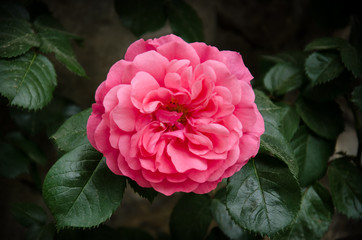 Pink rose blooming on the dark background