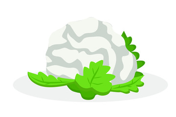 Vector flat illustration of cauliflower on a white background
