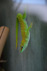 A bright green Gold Dust Day Gecko