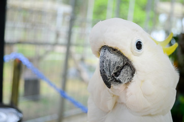 portrait of a parrot