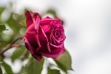 beautiful natural rose flower and open garnet