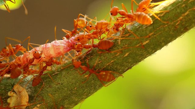 Ants biting and pulling worm on tree branch, outdoor  Chiangmai Thailand