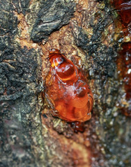 Red resin of a tree, medical raw material