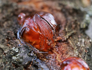 Tree natural red rough resin. Macro shot.