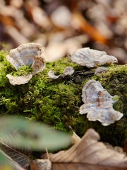 mushrooms in the woods