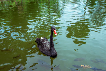 Fototapeta premium Background of poultry that live on land and water(black swan) with blurred motion while searching for food during the day,is an animal that is rarely seen,can be found in large parks or In the zoo