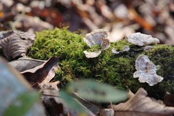 mushrooms in the woods