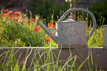 Arrosoir dans un jardin potager en été. © Thierry RYO