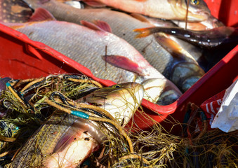 Caught fish nets in a bath in a boat