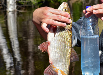 Fisherman compares caught fish with a 1.5 liter bottle