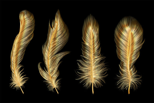 Set of gold  feather. Vector illustration.