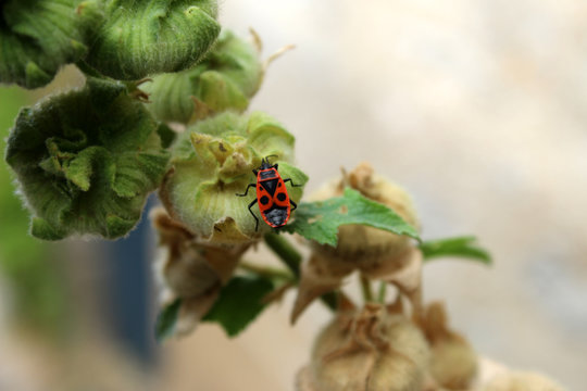 Pyrrhocoris Apterus - Gendarme