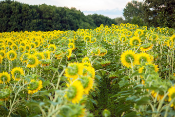 Sunflowers in the field turned towards the slate. Focus in the center.