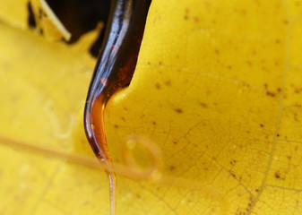 Circle shape resin on apricot tree with yellow background in orc