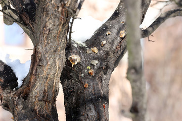 Close up of resin of the bark of a tree. Resin