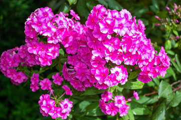 Phlox flowers in the garden, Moscow Oblast, Russia