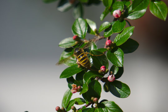 Bee On Green-white-pink Plant On Grey Blurry Background