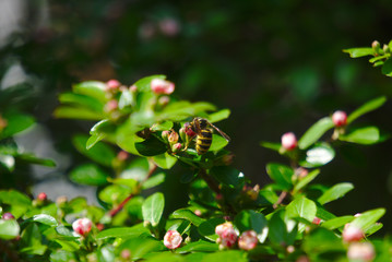 Bee on green-white-pink plant on grey blurry background